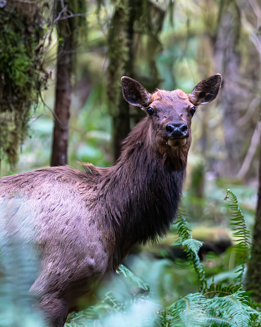 Cispus located in the Gifford Pinchot National Forest. Which includes over 1.3 million acres of forest, wildlife habitat, watersheds & mountains, including Mt. Adams & Mount St. Helens National Volcanic Monument. Elk are one of the largest species of deer.