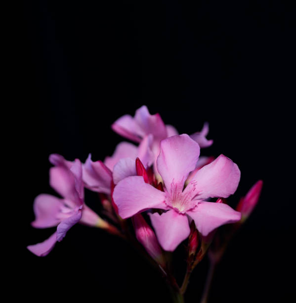 istock Pink flowers of Nerium oleander, also known as Oleander, on black background 1487535702