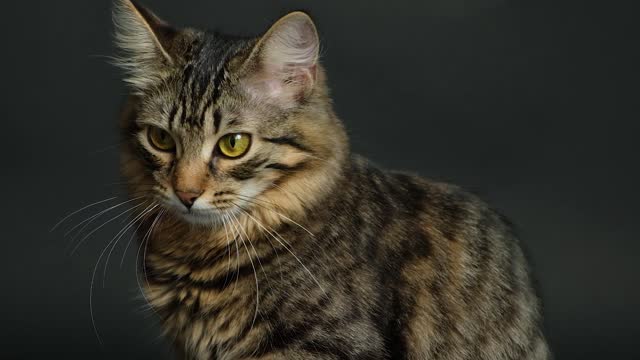 Video portrait of a domestic tabby cat licking on a black background.