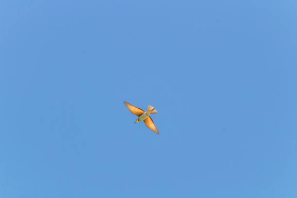 istock Bird in flight European bee eater flying Merops apiaster wings spread flying against blue sky 1487536209