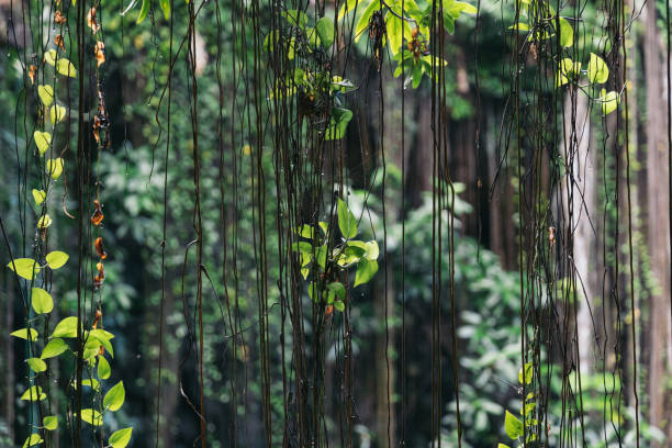 Hanging plants and creepers in Ik-Kil Cenote