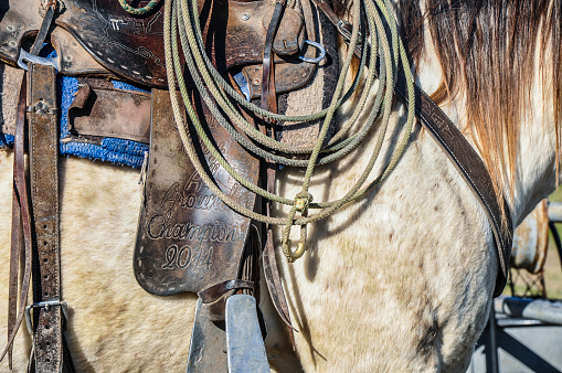 Working cutting horse on a Texas cattle ranch.