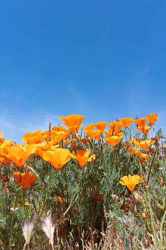 Close up view of orange poppies.  Taken during California Superbloom.