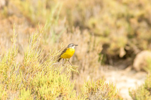 istock Copy Spring Wagtail Perched on a Branch Amidst the Trees 1487538811