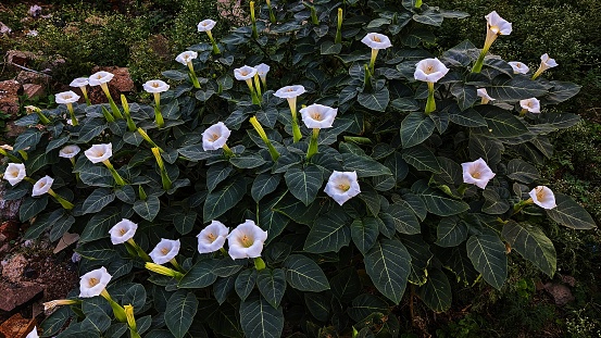 Datura is a genus of nine species of highly poisonous, vespertine-flowering plants belonging to the nightshade family. They are commonly known as thornapples or jimsonweeds.