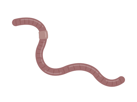 An illustration of a striped earthworm.