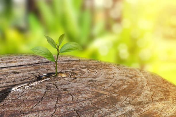 istock New life concept with sprouting sprouts (Tree), a symbol of hope and new beginnings. 1487540310
