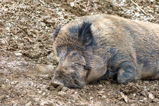 Wild boar nose covered in mud. Pyrenees mountain fauna. Wild boar napping.