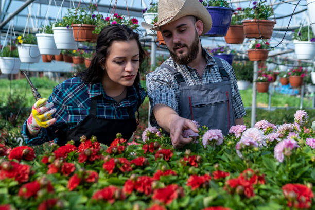 istock Greenhouse manual workers holding crate with flowers 1487542404