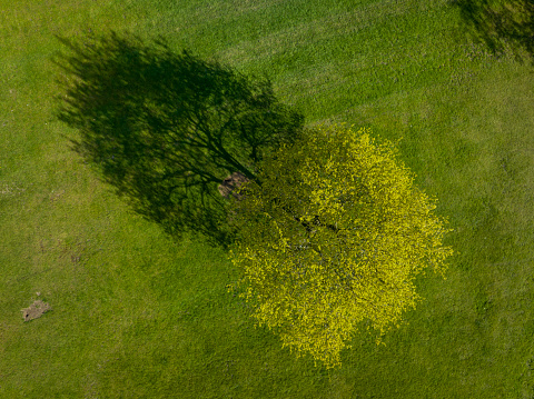 An aerial view of several trees and shadows. The photograph was taken in Heaton Park on the outskirts of Manchester, England