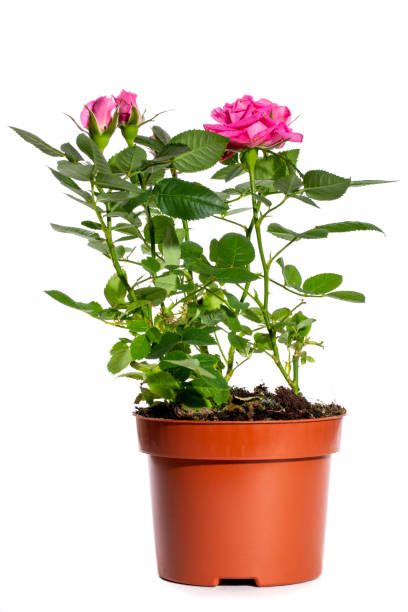 istock Indoor rose bush in a pot on a white background 1487544063