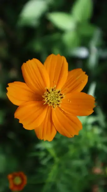 This species of Cosmos is considered a half-hardy annual, although plants may re-appear via self-sowing for several years. Its foliage is opposite and pinnately divided.