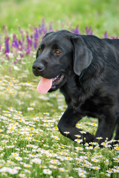 istock Black labrador close up portrait in flowers 1487544449