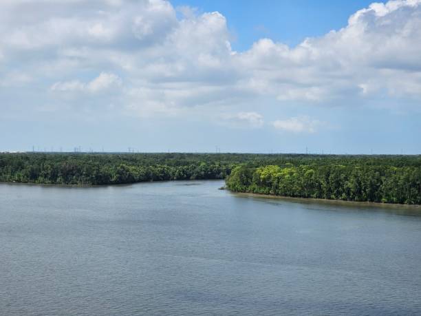 istock Landscape with mangrove forest  river and blue sky 1487545314
