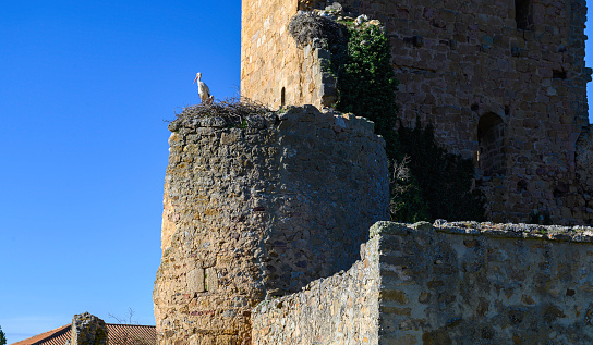 a stork standing in its nest, built on a battlement, a tower of an old castle. behind the building of the old castle, behind the completely blue sky of a spring day
