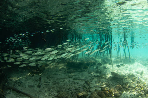 istock School of Fish in Dark Mangrove Forest 1487548999