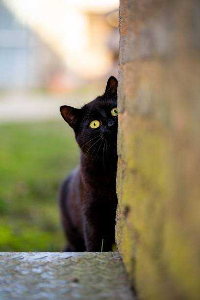 istock Vertical shot of a black cat perched next to a brick wall 1487549573