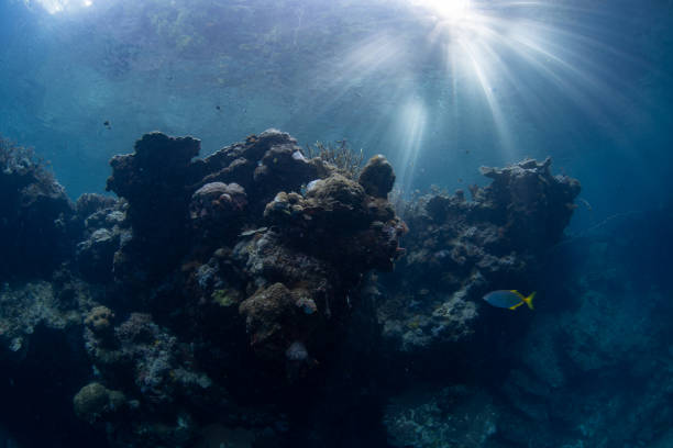 istock Scenic, Shallow Coral Reef in Raja Ampat 1487549581