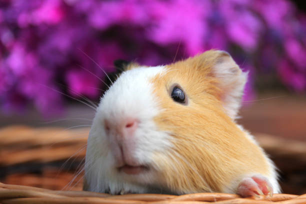 Guinea pig with purple floral background.