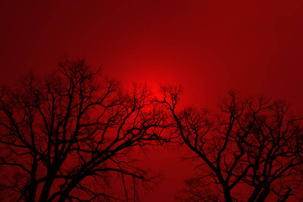 istock Leafless Oak tree branches silhouette. Black and red. Natural oak tree branches silhouette on a red background. Silhouettes of a dark gloomy forest with textured trees. Gothic background. 1487552707