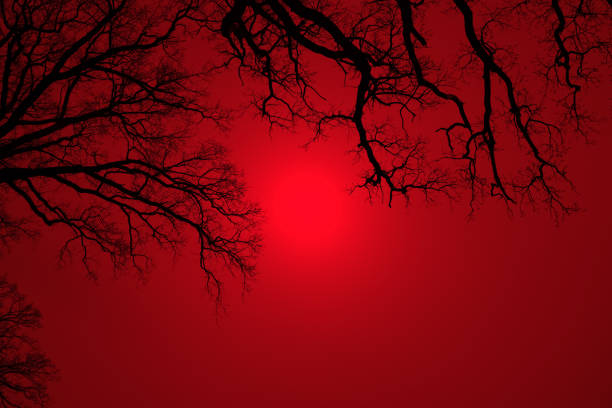 istock Leafless Oak tree branches silhouette. Black and red. Natural oak tree branches silhouette on a red background. Silhouettes of a dark gloomy forest with textured trees. Gothic background. 1487552709