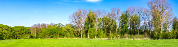istock green forest on a beautiful sunny day 1487553835