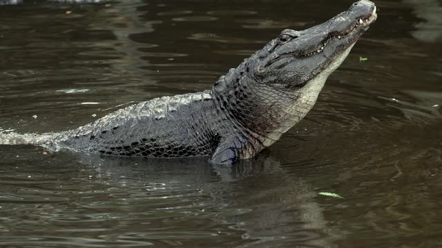 Alligator in Florida Video in 4k