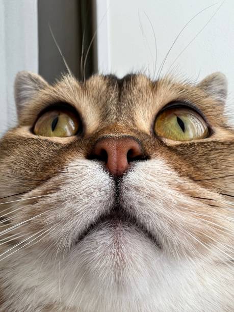 istock Funny cat face, British kitty close up. 1487555383