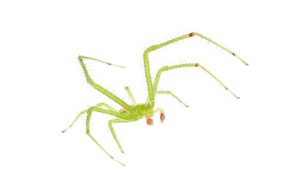istock Crab spider isolated on white background, Heriaeus sp. 1487556690