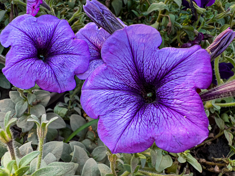 Petunia integrifolia (syn. Petunia violacea), the violet petunia or violetflower petunia, is a species of wild petunia with violet-colored blooms. Rich shades of purple symbolize fantasy, enchantment, grace, and royalty. Purple petunias also express respect and admiration.