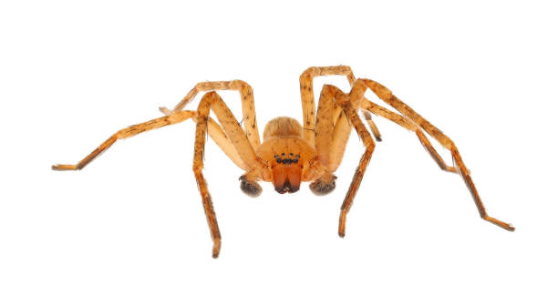 istock Huntsman spider isolated on white background, Olios argelasius 1487556847