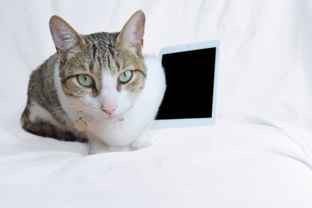 istock Cat gray tablet black digital white background green eyes 1487557328