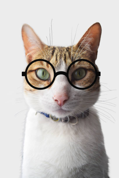 istock Domestic tabby cat yellow and white white eyeglasses circle nerd on a white background 1487557391