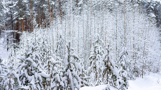Young fir trees on background of thin young trees covered with snow. Active lifestyle. Winter forest