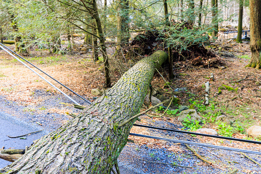 From eyes of beholder: tree tumbling and power lines breaking on the road in the woods