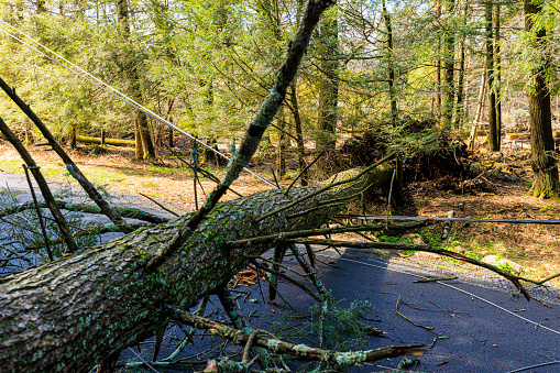 Uprooted tree falling down on the road and breaking power lines in forest area