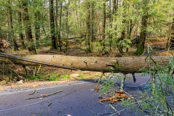 istock Hurricane aftermath: tree falls and breaks power lines on the road among the trees 1487558450