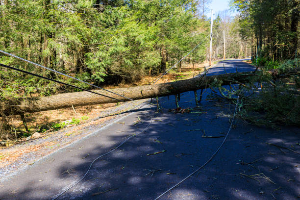 istock Climate change and storm damage, aftermath in woods. Tree falling leads to power cut on road by the forest 1487558455