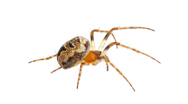istock Orb weaver spider isolated on white background, Zilla diodia 1487558534