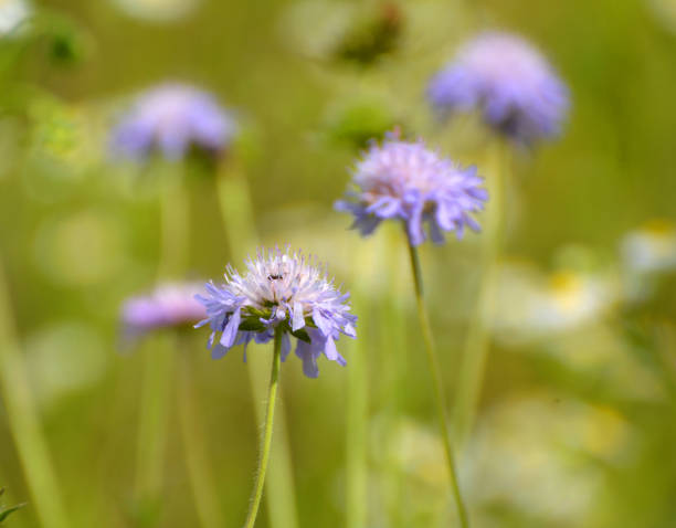 istock In nature, Knautia arvensis grows among grasses 1487558695