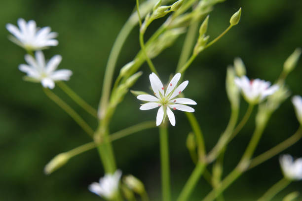 istock Stellaria graminea blooms in nature 1487558717