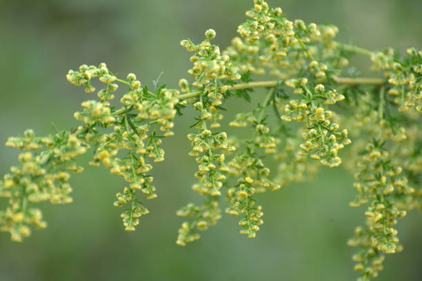 einjähriger beifuß (artemisia annua) wächst in der natur - gemeiner beifuß fotos stock-fotos und bilder