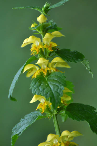 Spring in the wild in the woods yellow deaf nettle (Lamium galeobdolon) blooms