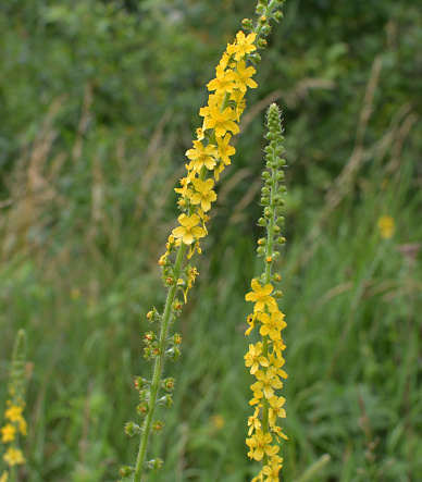 Summer in the wild among wild grasses is blooming agrimonia eupatoria