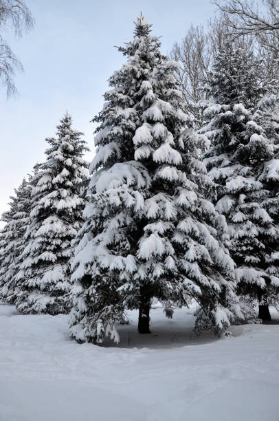 istock Winter snow covered fir 1487559002