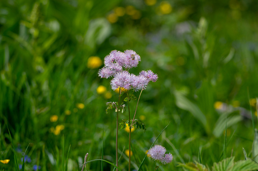 Thalictrum aquilegiifolium siberian columbine meadow-rue pink flowers in bloom, wild alpine flowering plant, green leaves