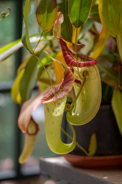 Monkey Pitcher 280+ Nepenthes Monkey Cups Stock Photos, Pictures & Royalty-Free Images ...