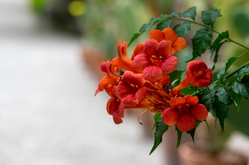 Campsis radicans orange red flowering plant, group of trumpet flowers in bloom on shrub branches in Italy