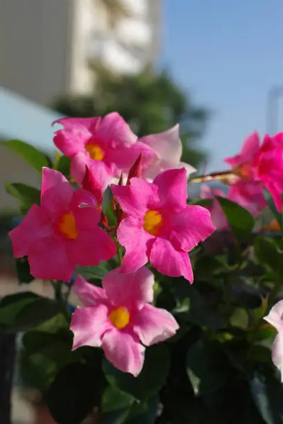 Dipladenia mandevilla pink flower in bloom, rocktrumpet beautiful color ornamental tropical flowering plant, green leaves