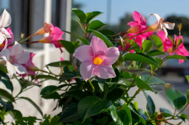 Dipladenia mandevilla pink flower in bloom, rocktrumpet beautiful color ornamental tropical flowering plant, green leaves